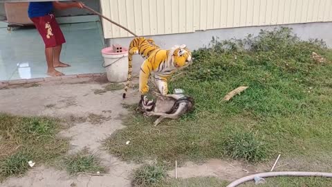 Wow Nice Fake Tiger Prank Dog Run Very Funny Prank Video 2021