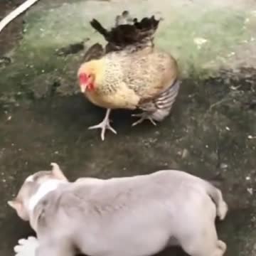 Chicken VS Dog Fight Joss Comedy Short Videos