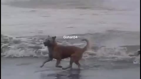 Sensitive video of crocodile killing a dog.