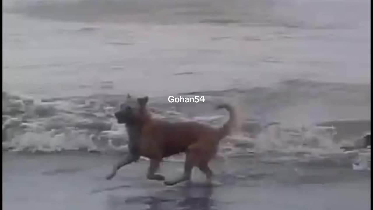 Sensitive video of crocodile killing a dog.