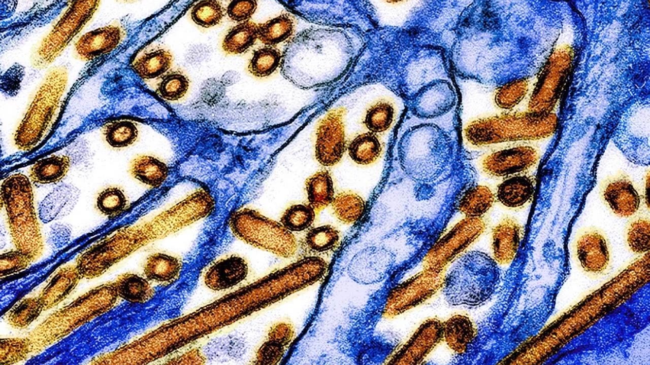 Cow Flu Crisis? Decoding the Dangerous Jump of H5N1 to Humans