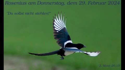 Rosenius am Donnerstag, dem 29. Februar 2024