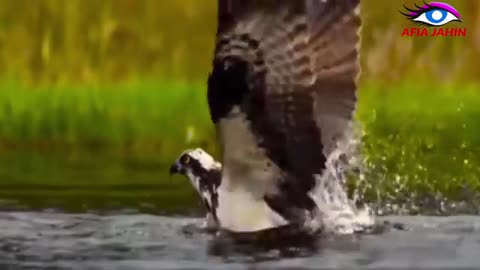 eagle 🦅 attack on goat and other land animals