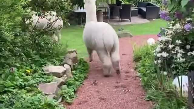 Amazing Alpaca | amazed with the beauty of alpaca