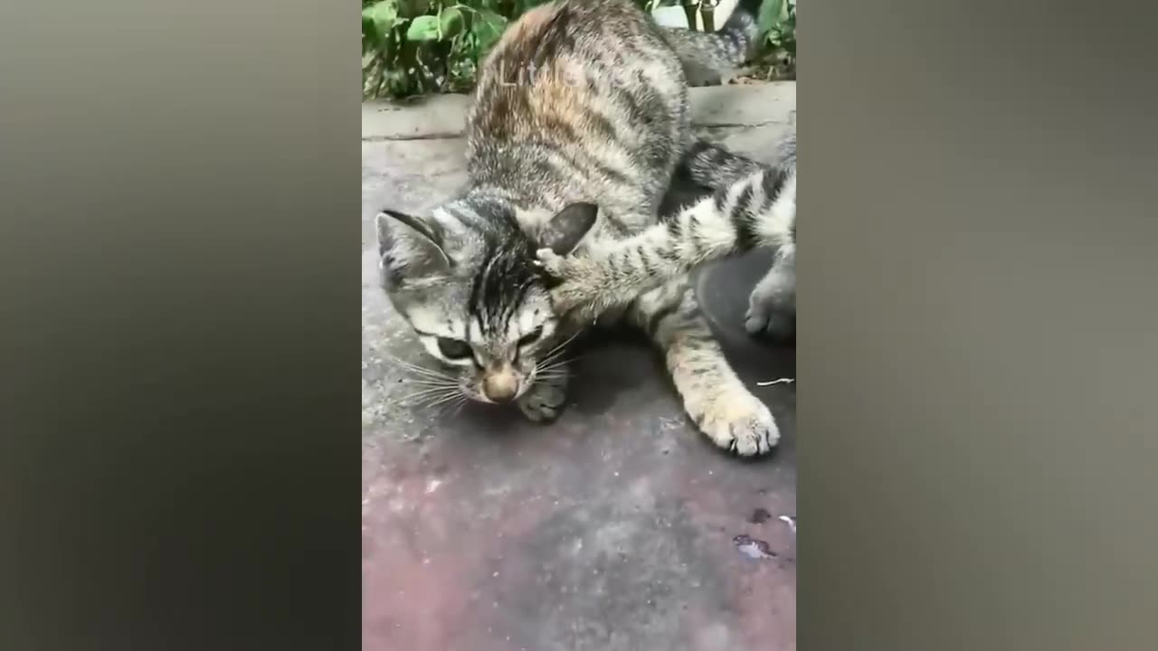 Funniest Animals 2023 😂😂 Best Cats and Dogs Videos 🐶😸 Part 11