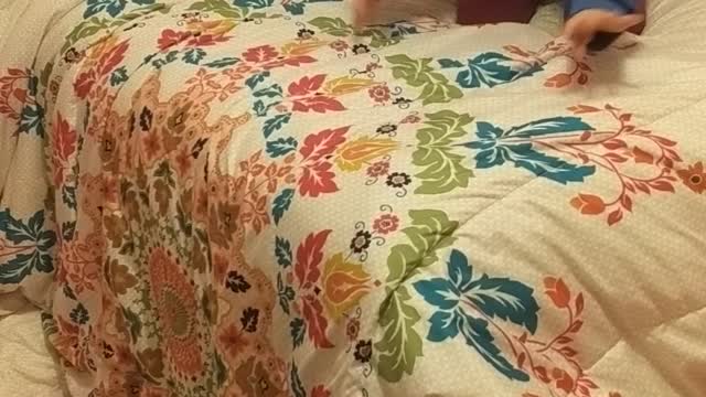 Corgi Trying His Best to Jump onto Bed