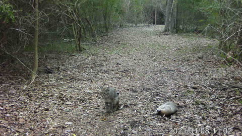 Pair of bobcats in the middle of the day!