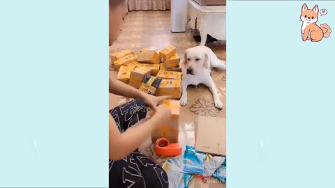 Genius Dogs Compilation