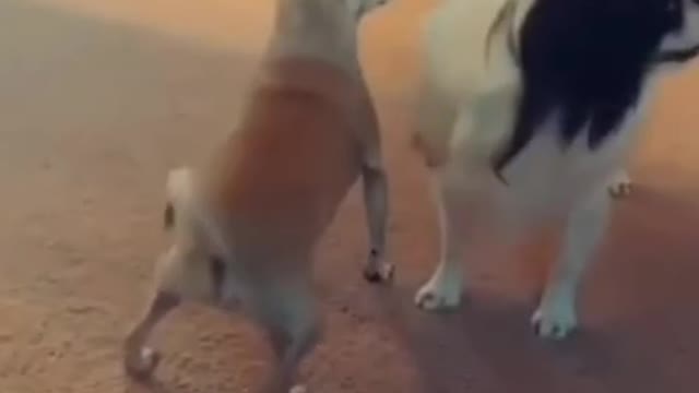 fun edit 17 #shorts #funnyvideos