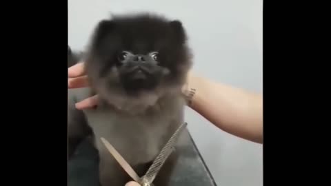 Dog haircut