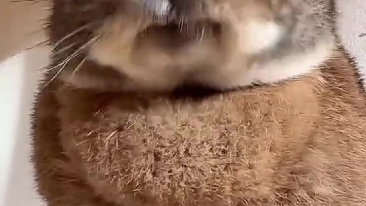 Cute Rabbit🐰