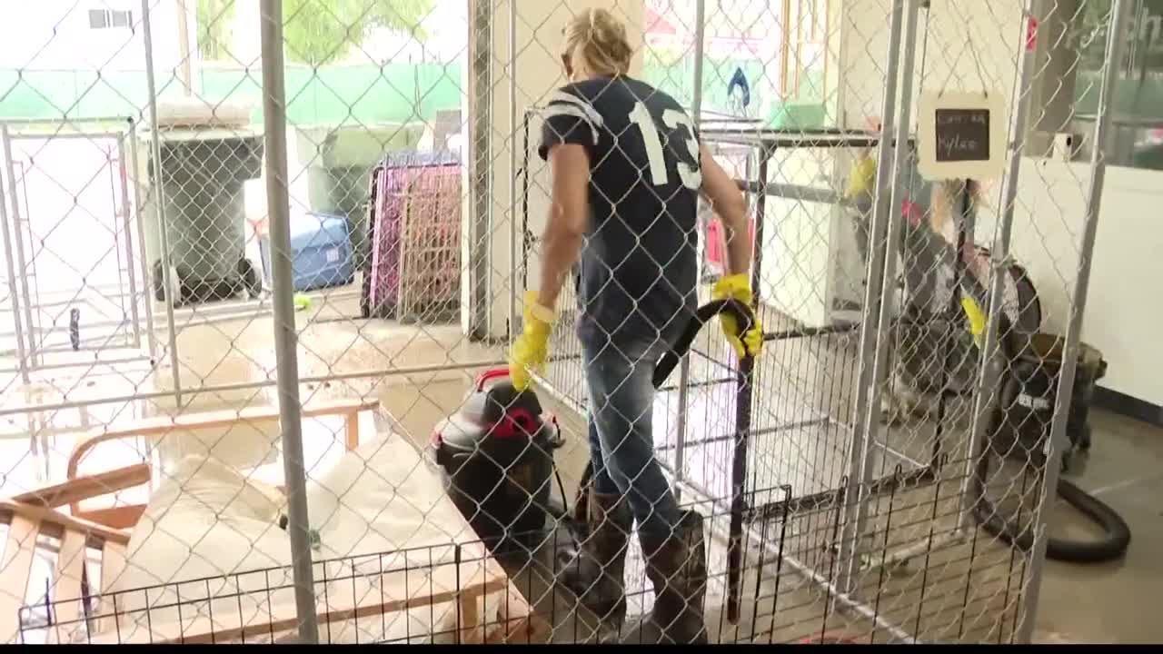 10 puppies at a St. Peters shelter died during flash flooding