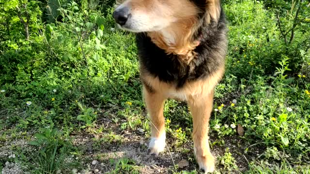 Kenai enjoying the sun