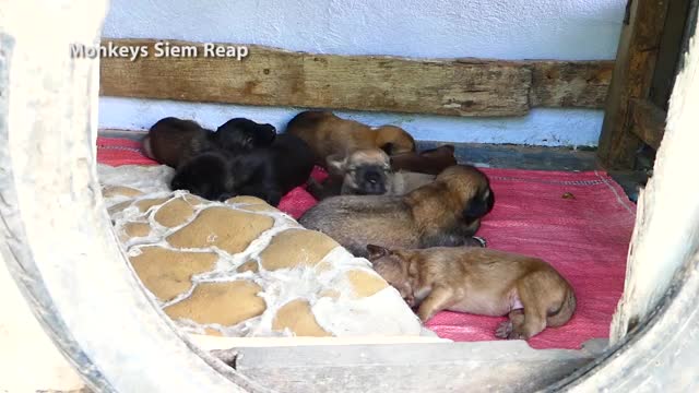 Mother dog bite her Newborn puppie out off her new house making puppies crying loudly - Amazing Pets