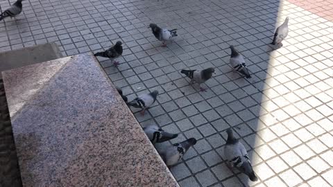 Happy pigeons, happily gather for a big meal