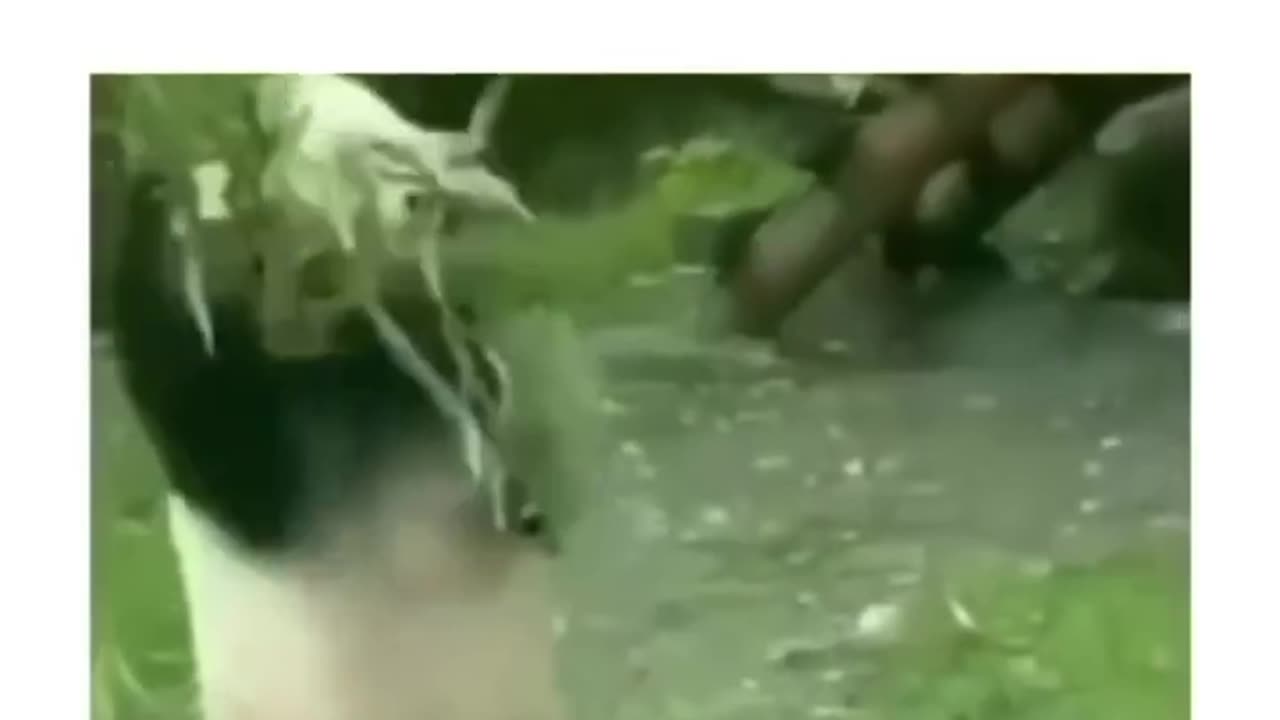 Funny animals 🐻
