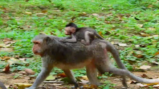 Funny animal# love baby monkey#40#love animals.