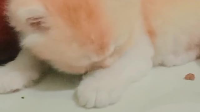 Cutecat #cat #catlover #catfunnyvideo