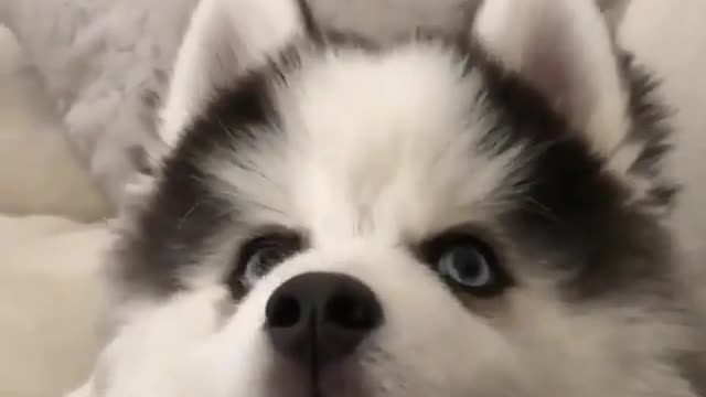 The dog that can talk to people