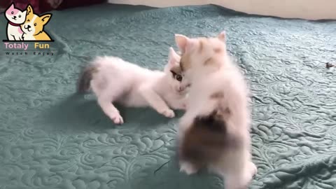 Cute Kittens - Funny and Cute Cat