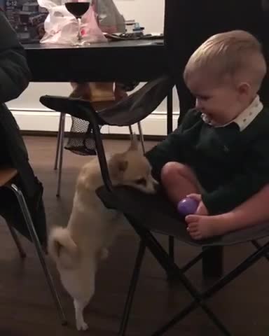 Bebé y perrito compiten por un juguete