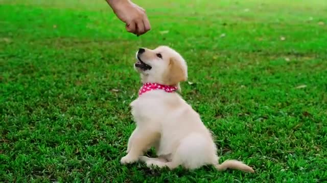 Cute animals fanny video 😄😄