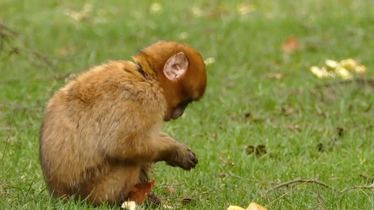 Monkey is eating fruit and enjoying