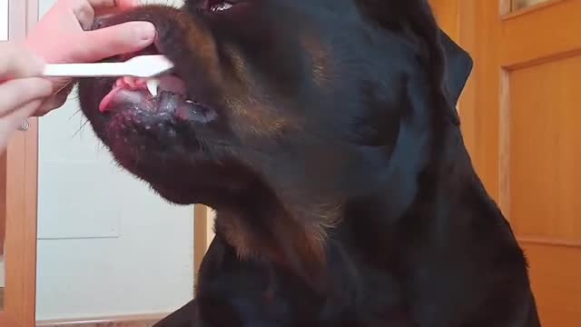 Brushing Dog Teeth For The First Time