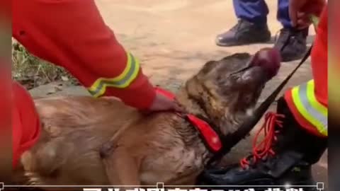 Is this a rescue dog?
