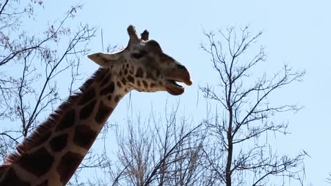 a giraffe in the zoo