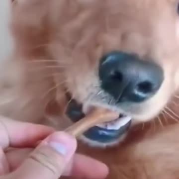 How to change a Dogs mood in a blink of an eye!!!!!!!