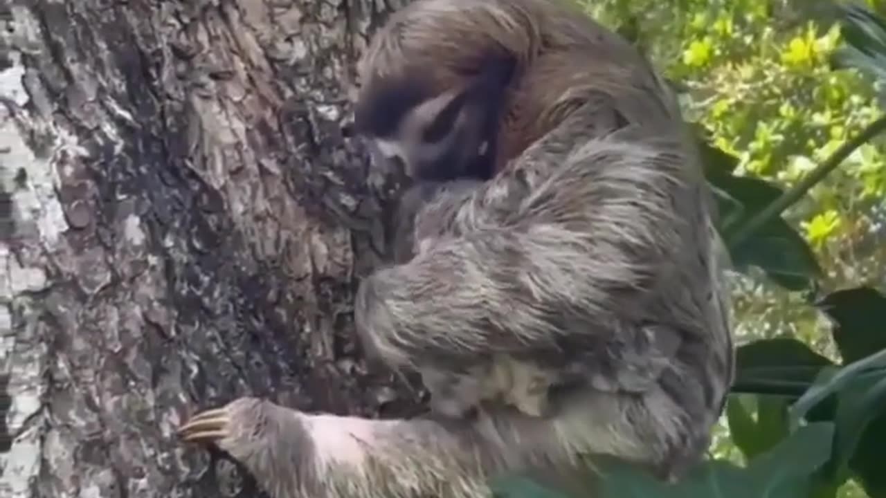 Nature wildlife