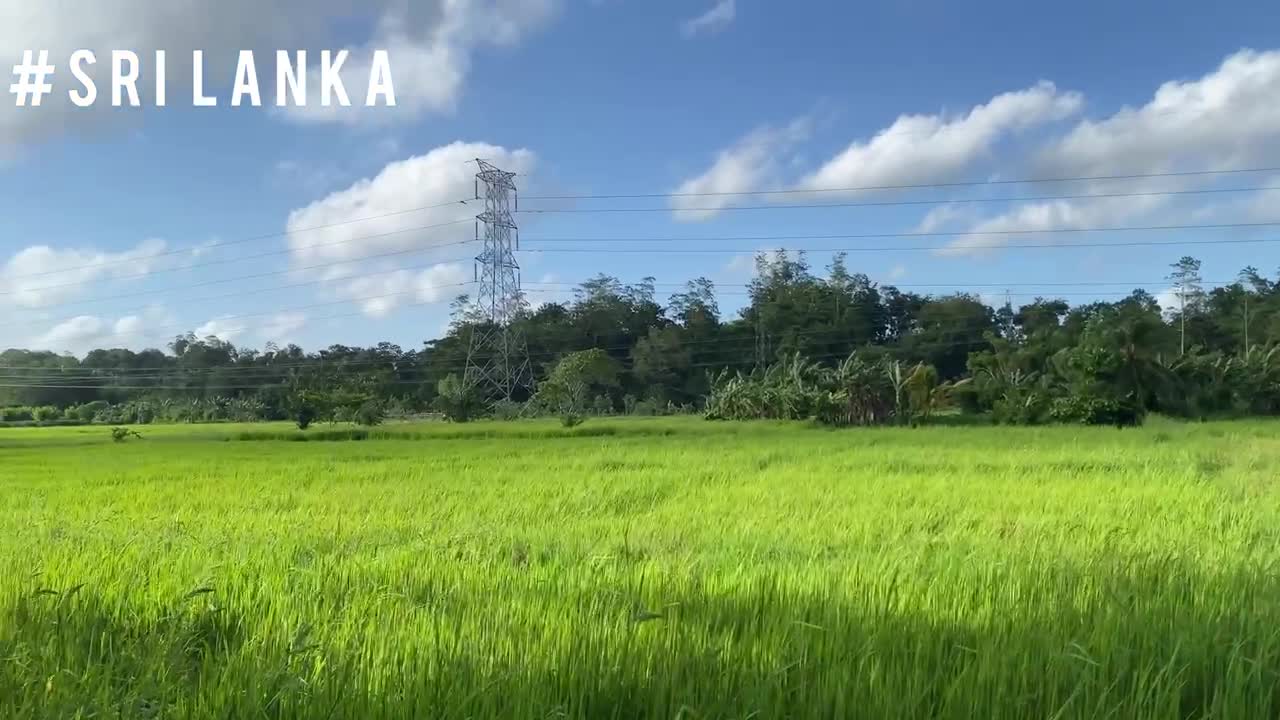 The environment around the paddy field, the beauty of the birds, the wonder of Sri Lanka