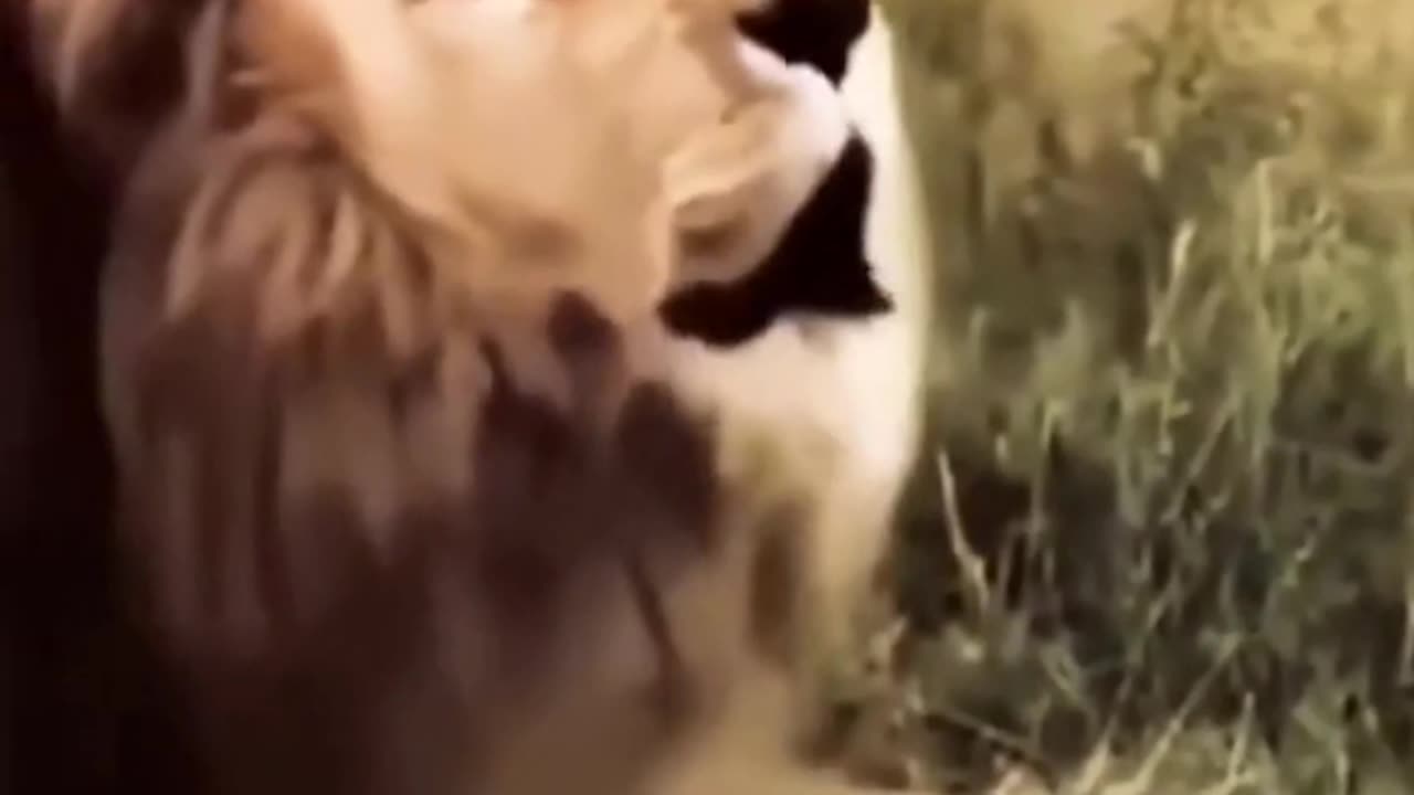 Funny Lion Sing