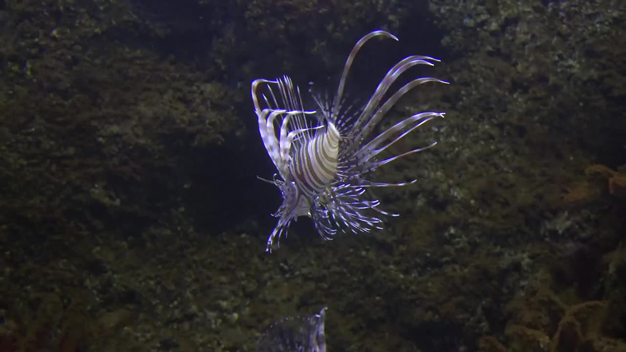 Lionfish swimming in the water