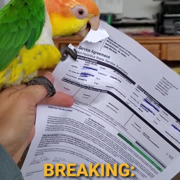 BREAKING: Hillary Clinton hires parrot