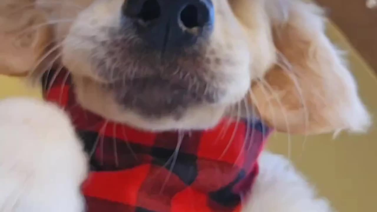 Puppys got style 😎