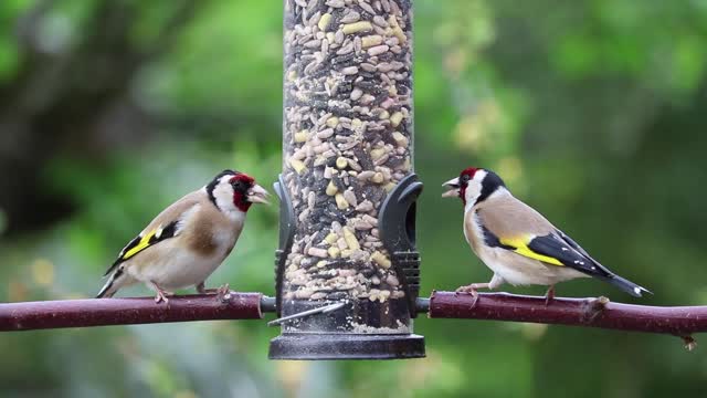 A pair of goldfinches