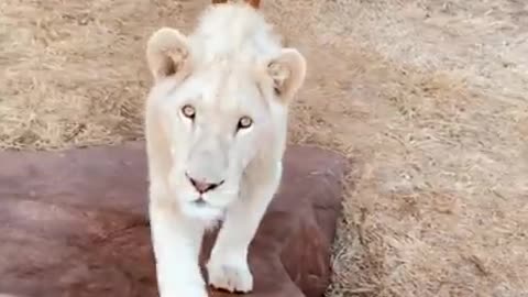 Lion Behaviour