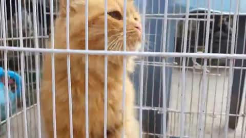 Listen to different cat meows. Meowing cats will surely lift up your mood