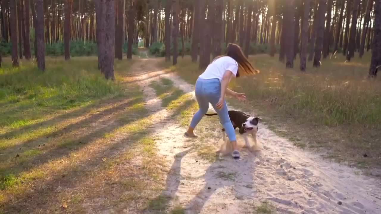 Dog funny video