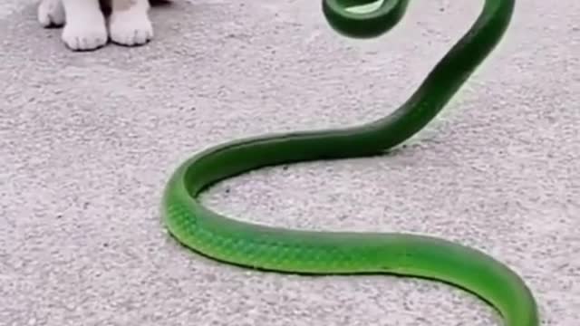 Videos of animals fighting With Snake 🐶Cats and 😻Dogs - Cool Funny Pet Animals Videos 😇