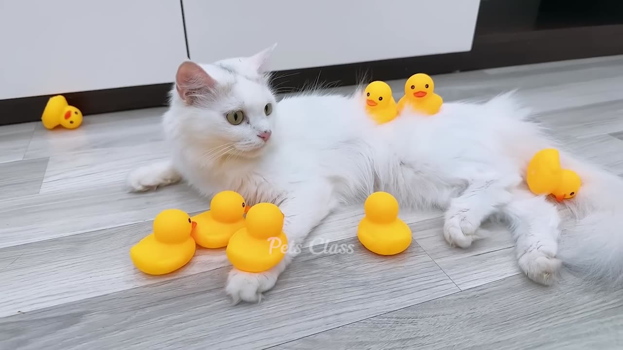 Most of funny cat