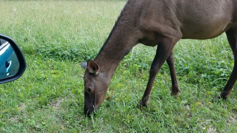 Cades Cove 1