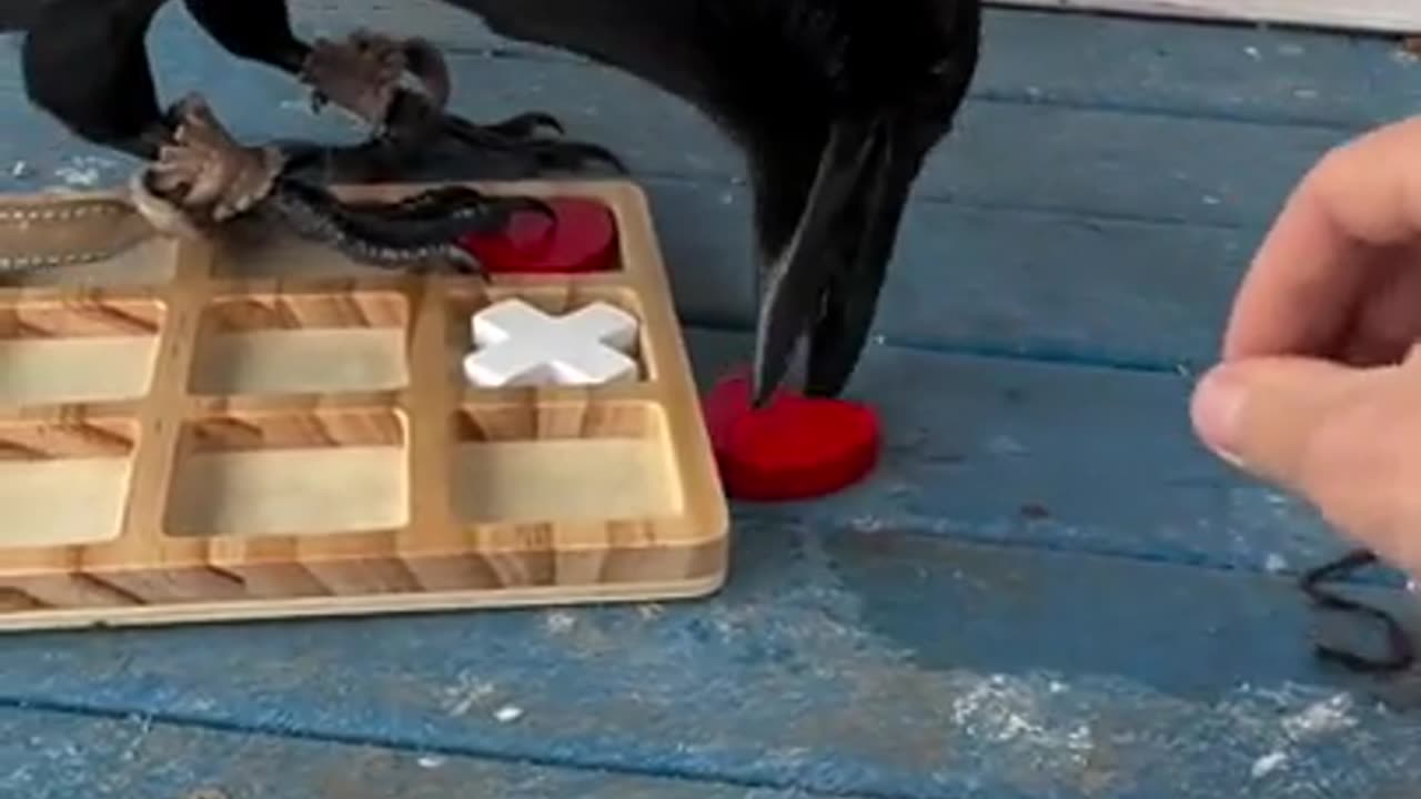 Intelligence Without Ambition #shorts #shortvideo#video #virals #videoviral