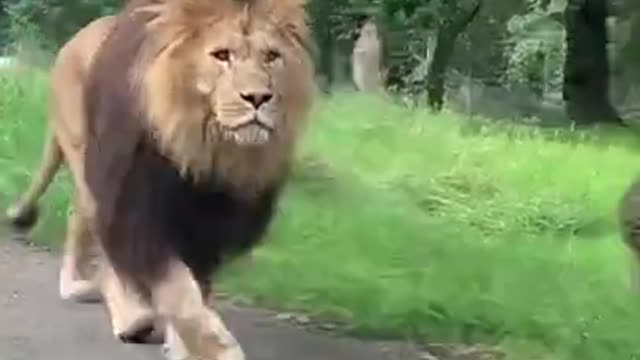 Lioness Walking