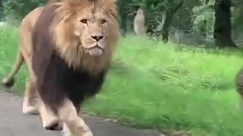 Lioness Walking