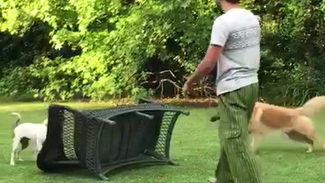 White dog flips black lawn chair