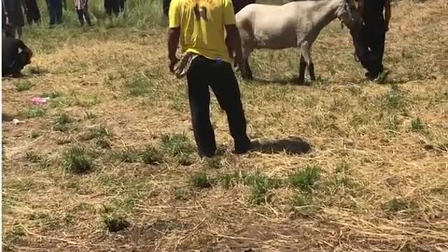 Tow Wonderful Horse Fighting video