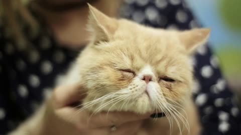 Asian girl woman playing stroking a Siamese beige cat